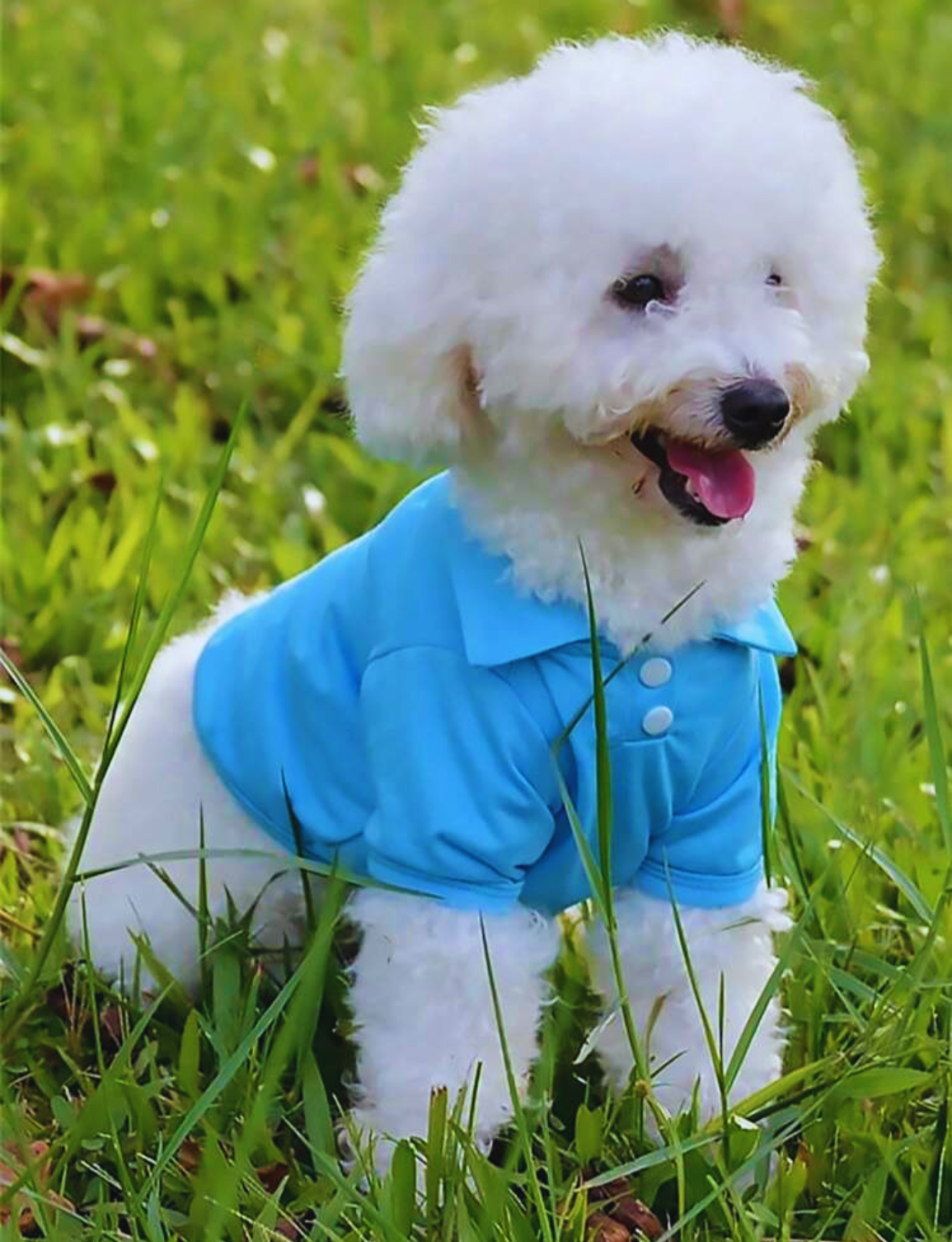 Polo